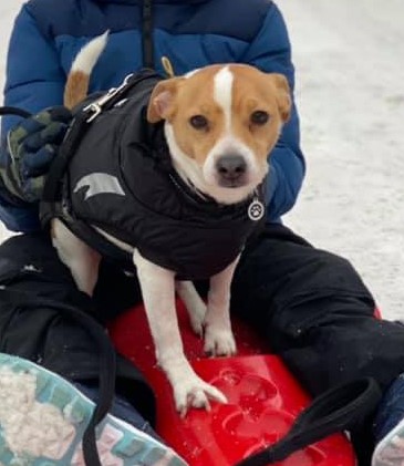 VIP åker kälke VIP åker kälke