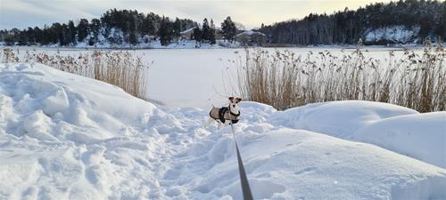 Patrullerar på Kullön Patrullerar på Kullön