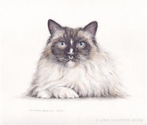 katt_portratt_teckning_cat_drawing