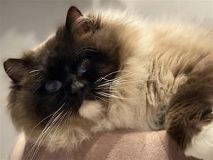 ragdoll brun mitted