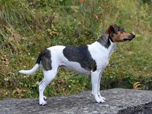 Wasa oppstilt 1 år Wasa oppstilt 1 år