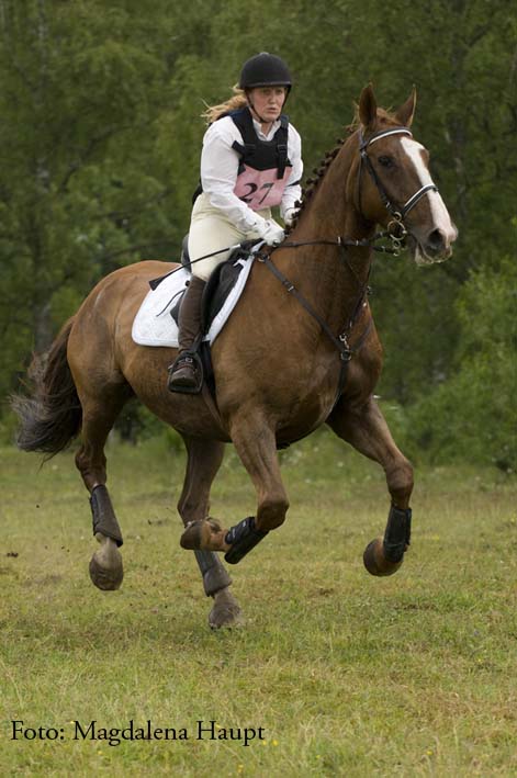 Susanne häst