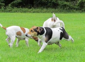 Vår lilla hundfamilj Vår lilla hundfamilj
