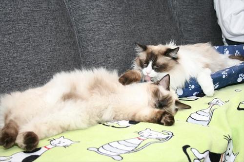Athena &Sweet Athena &Sweet