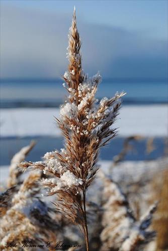 vinter vinter