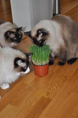 kattgräs kattgräs