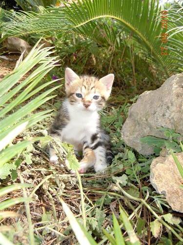 kattunge kattunge