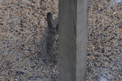 bilder mars 2013 301 bilder mars 2013 301