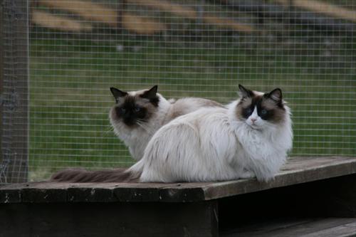 Athena & Spirit Athena & Spirit