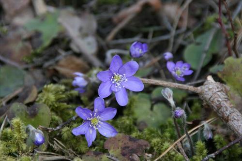 blomma blomma