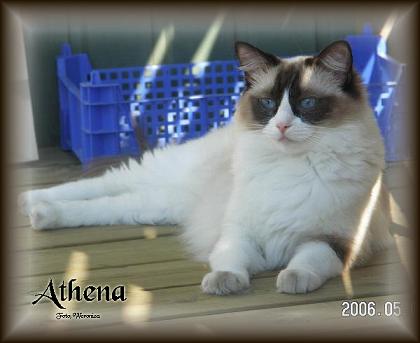 Athena honor Athena honor