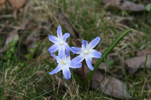 blomma blomma