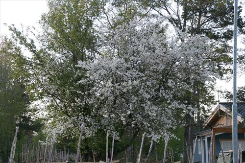 vildäppel vildäppel