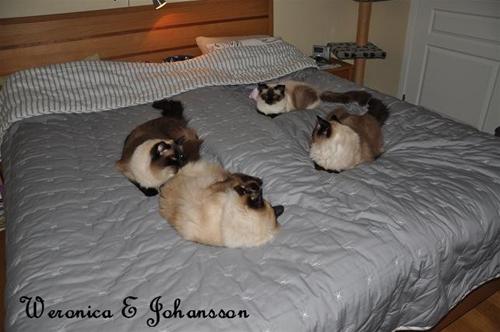 Kissarna Kissarna