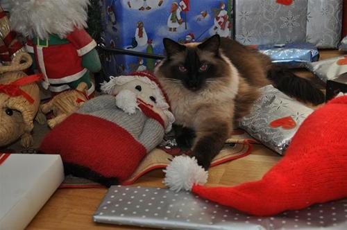 jul jul