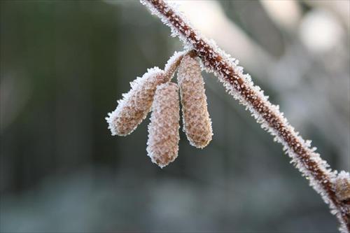 frost frost