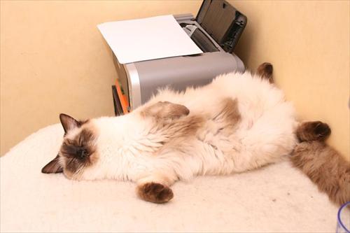 Sweet sover Sweet sover
