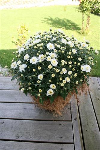 blomma blomma