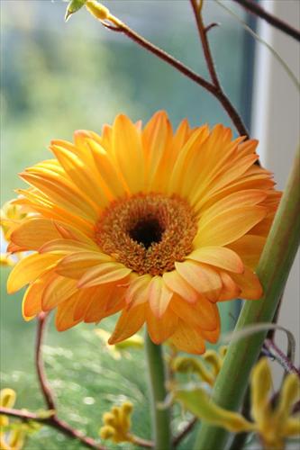 blomma blomma