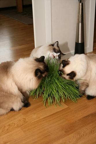 Kissarna äter kattgräs Kissarna äter kattgräs