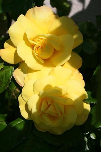 rosor rosor