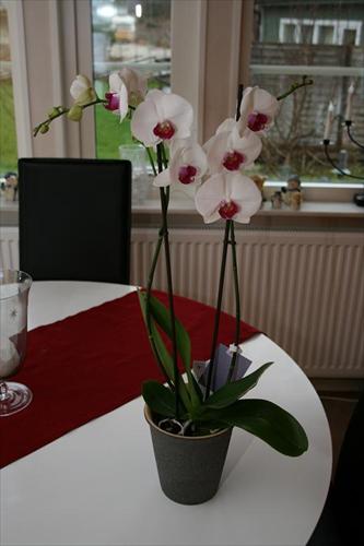blomma blomma