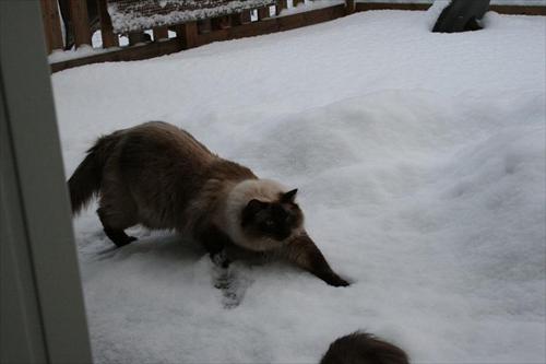 Bivve i snön Bivve i snön