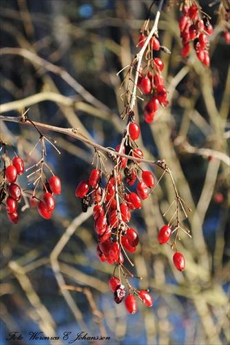 vinter vinter
