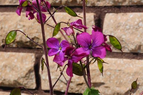 blomma blomma