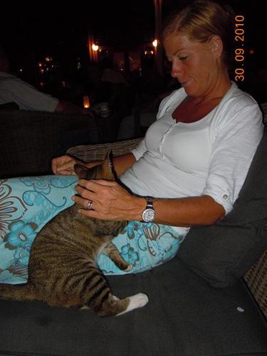 kattgos kattgos