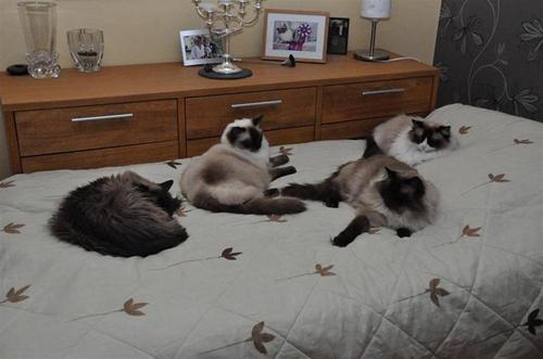 I väntan på kattvakten I väntan på kattvakten