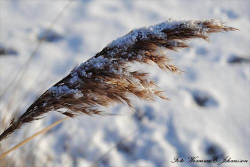 vinter vinter