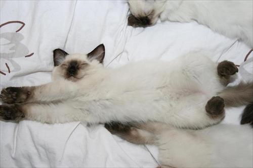 Sweet sover Sweet sover