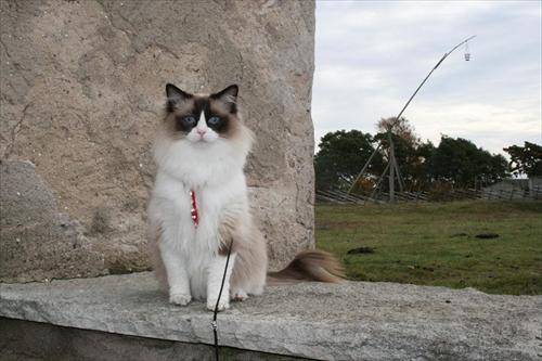 Athena Athena