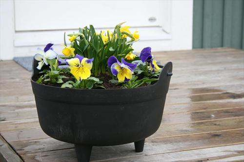 blommor blommor
