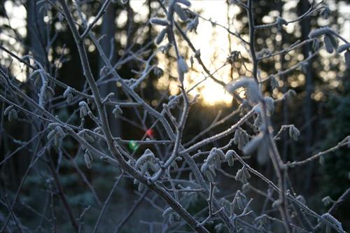 frost frost