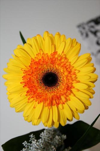 blomma blomma
