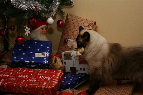 jul jul