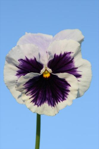 blomma blomma