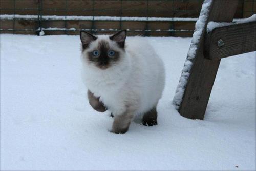 Sweet i snön Sweet i snön