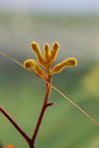 blomma blomma
