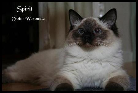 Spirit honor Spirit honor