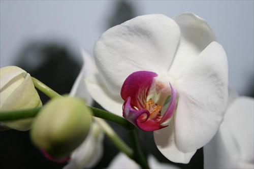 blomma blomma