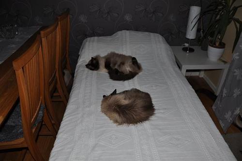 I väntan på kattvakten I väntan på kattvakten