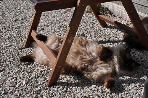 maj 2011 033 maj 2011 033