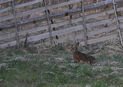hare hare