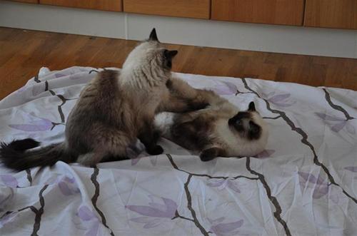 Bivve & Sweet Bivve & Sweet