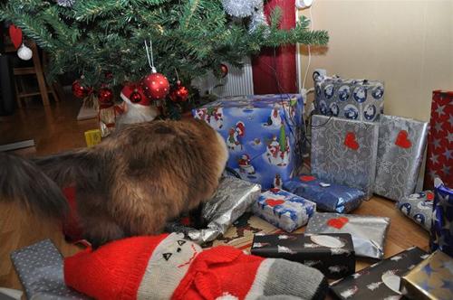 jul jul