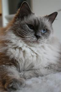 Celeste Celeste