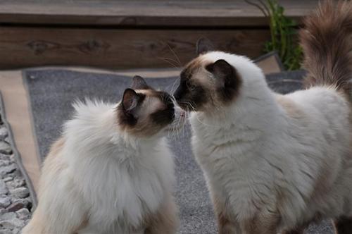 athena & sweet athena & sweet